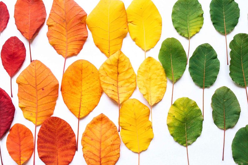 leaves from autumn gardens