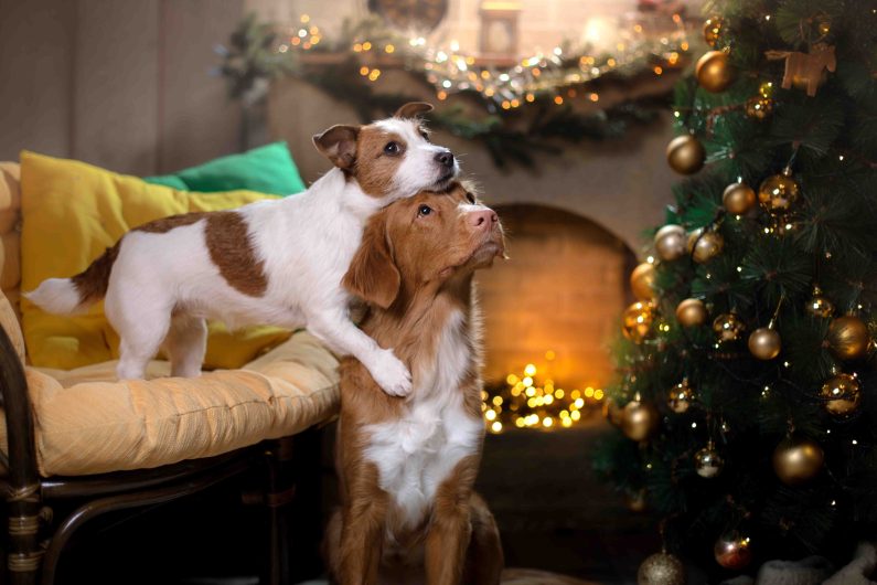 two brown and white dogs, one standing on a gold cushion, looking up at a Christmas tree full of gold baubles